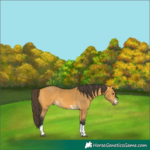 Horse Color:Buckskin 