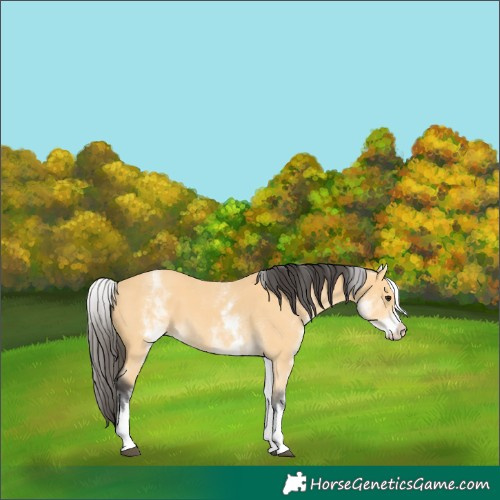 Horse Color:White Spotted Buckskin 