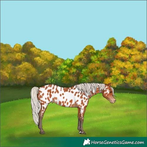 Horse Color:Silver Bay Appaloosa 