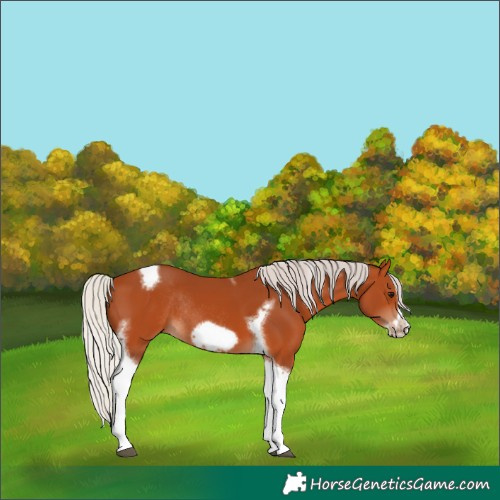 Horse Color:Silver Bay Tobiano Frame Rabicano 