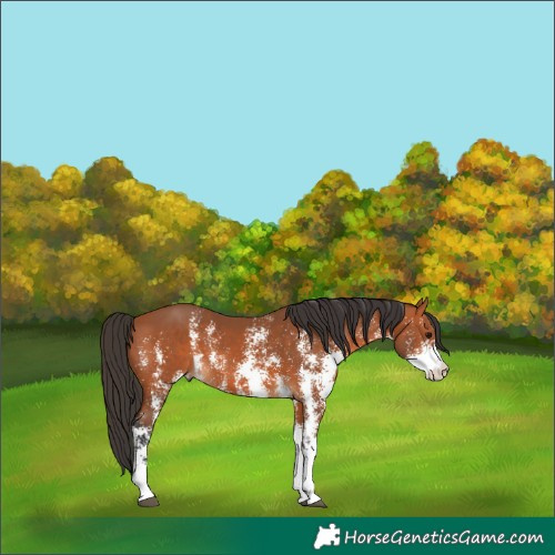 Horse Color:Bay Sabino Rabicano 