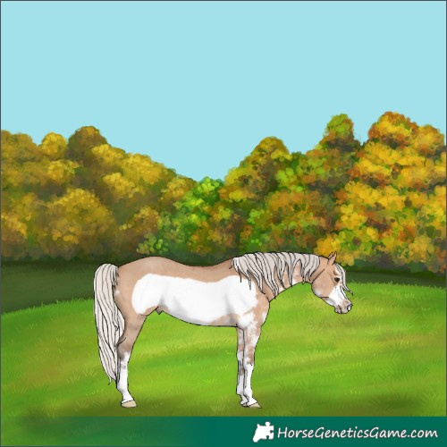 Horse Color:Silver Bay Dun Sabino Frame Rabicano 