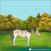 Horse Color:Buckskin Sabino Rabicano 