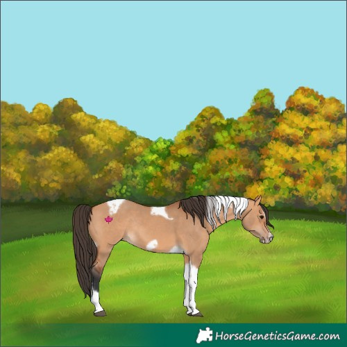 Horse Color:Bay Dun Tobiano Frame Rabicano 