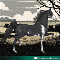 Horse Color:Black Sabino 