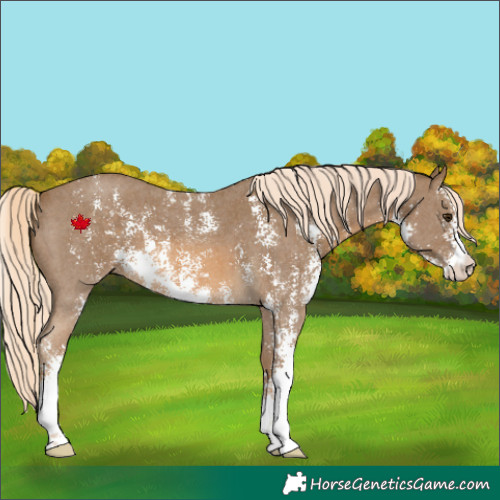 Horse Color:Chocolate Palomino Sabino 