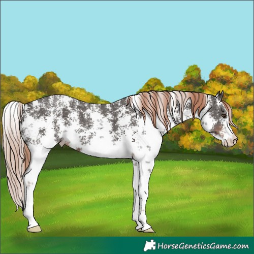 Horse Color:Liver Chestnut Sabino 