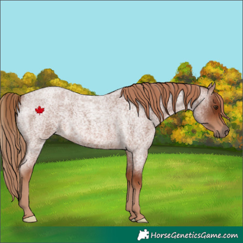 Horse Color:Red Roan 