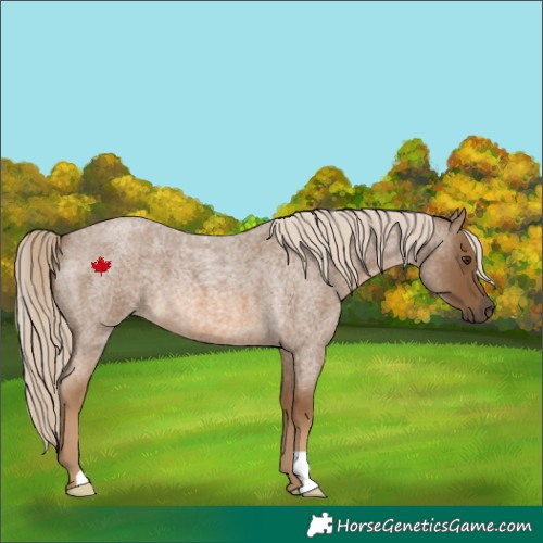 Horse Color:Chocolate Palomino Roan 
