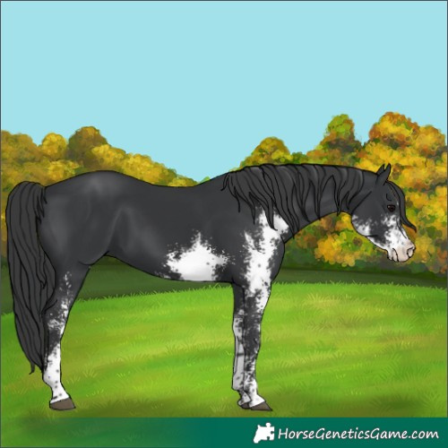 Horse Color:Black Sabino 