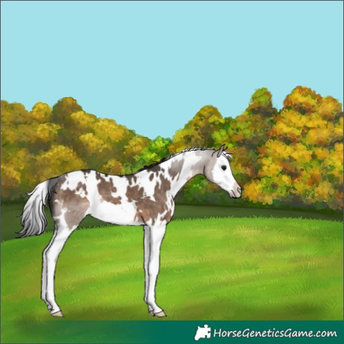 Horse Color:White Spotted Brown Dun Splash
