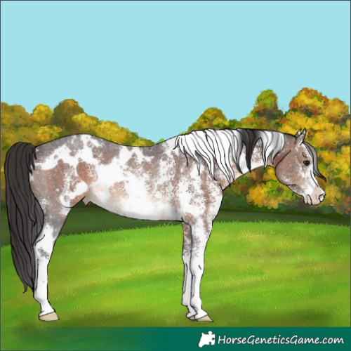 Horse Color:White Spotted Brown Sabino Appaloosa Rabicano