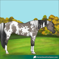 Horse Color:White Spotted Grullo