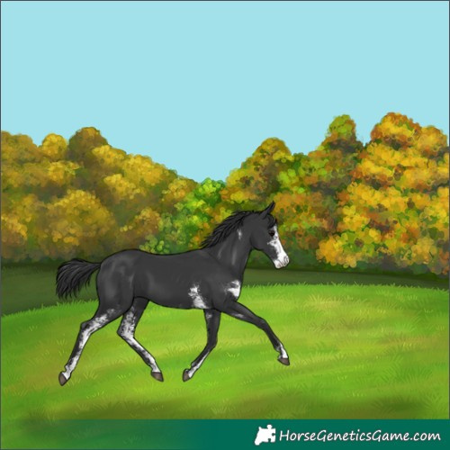 Horse Color:Black Sabino 