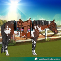 Horse Color:White Spotted Brown 