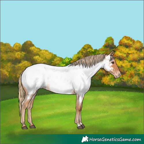 Horse Color:Red Roan Near Fewspot
