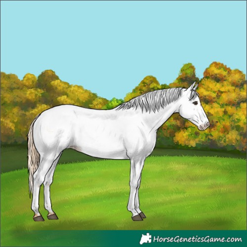 Horse Color:Red Roan Fewspot