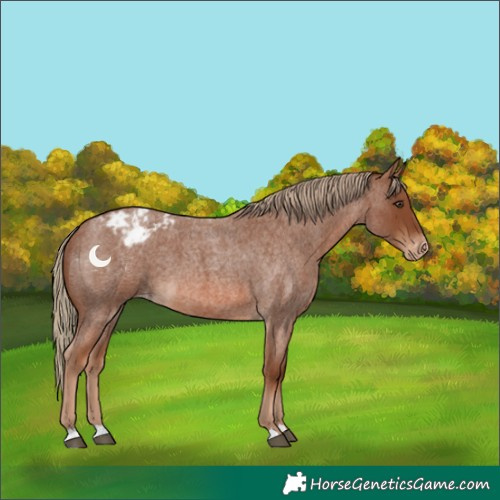Horse Color:Red Roan Varnish 