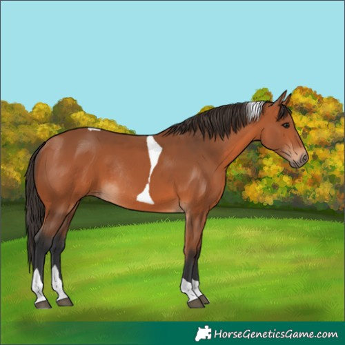 Horse Color:Bay Tobiano Rabicano