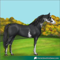 Horse Color:Black Sabino 