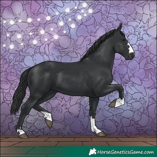Horse Color:Black 