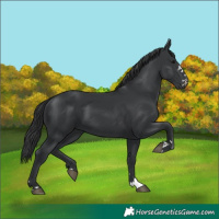 Horse Color:Black 