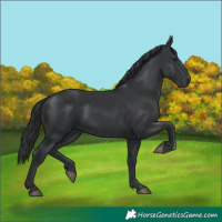 Horse Color:Black 