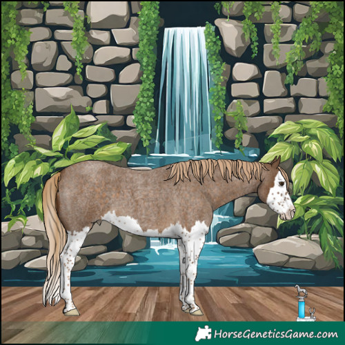 Horse Color:Chocolate Palomino Roan Splash 