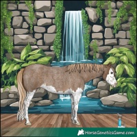 Horse Color:Chocolate Palomino Roan Splash 