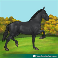 Horse Color:Black 