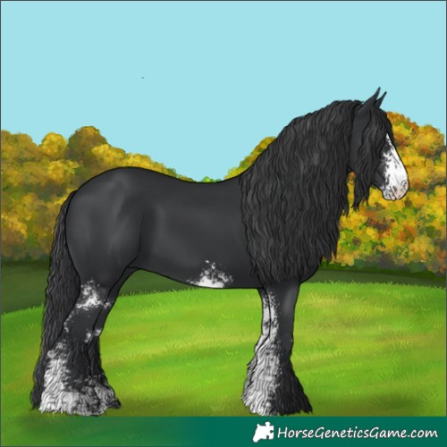 Horse Color:Black Sabino 