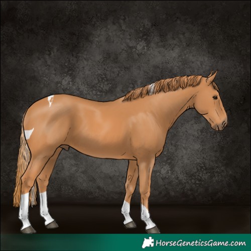 Horse Color:Chestnut Tobiano 