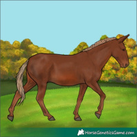 Horse Color:Chestnut 
