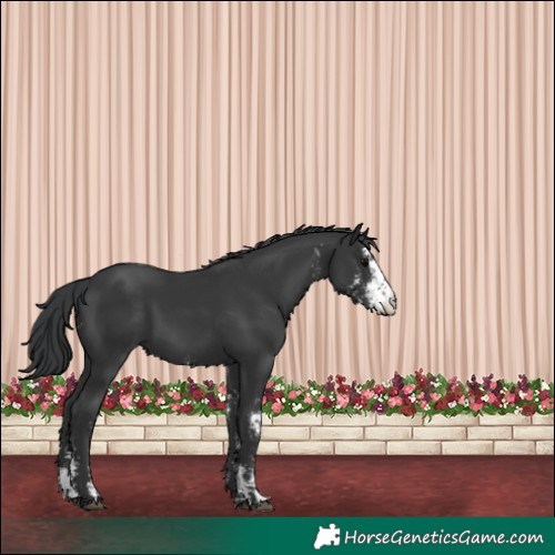 Horse Color:Black Sabino