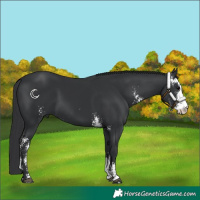 Horse Color:Black Sabino