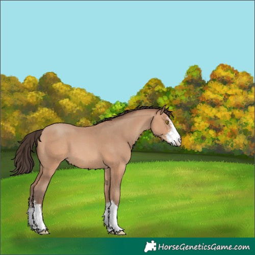 Horse Color:White Spotted Amber Champagne 