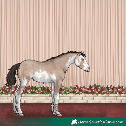 Horse Color:White Spotted Sable Champagne Dun 