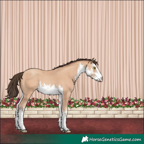 Horse Color:White Spotted Amber Champagne