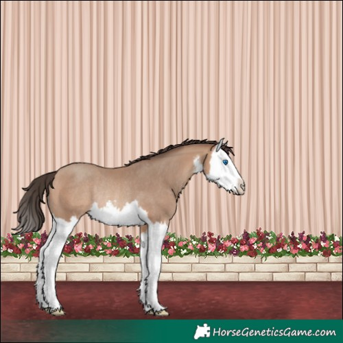 Horse Color:White Spotted Amber Champagne Splash Rabicano