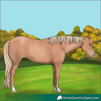 Horse Color:Gold Champagne 