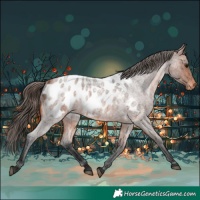 Horse Color:Bay Roan Near Leopard 