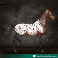 Horse Color:Bay Near Leopard  and Gray Bay Near Leopard 