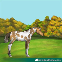 Horse Color:White Spotted Buckskin 