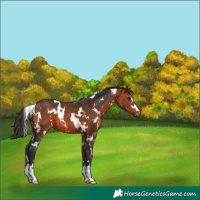 Horse Color:White Spotted Bay 
