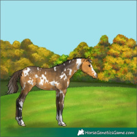 Horse Color:White Spotted Buckskin 