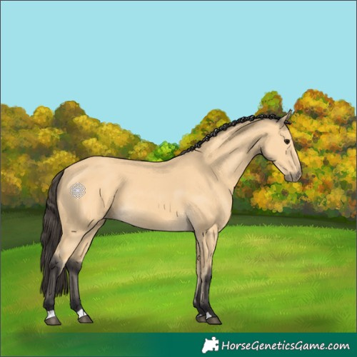 Horse Color:Buckskin 