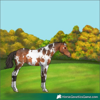 Horse Color:White Spotted Bay 