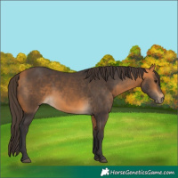 Horse Color:Buckskin 