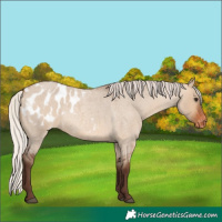 Horse Color:Silver Brown Roan Dun Blanket 