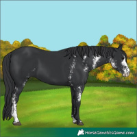 Horse Color:Black Sabino 